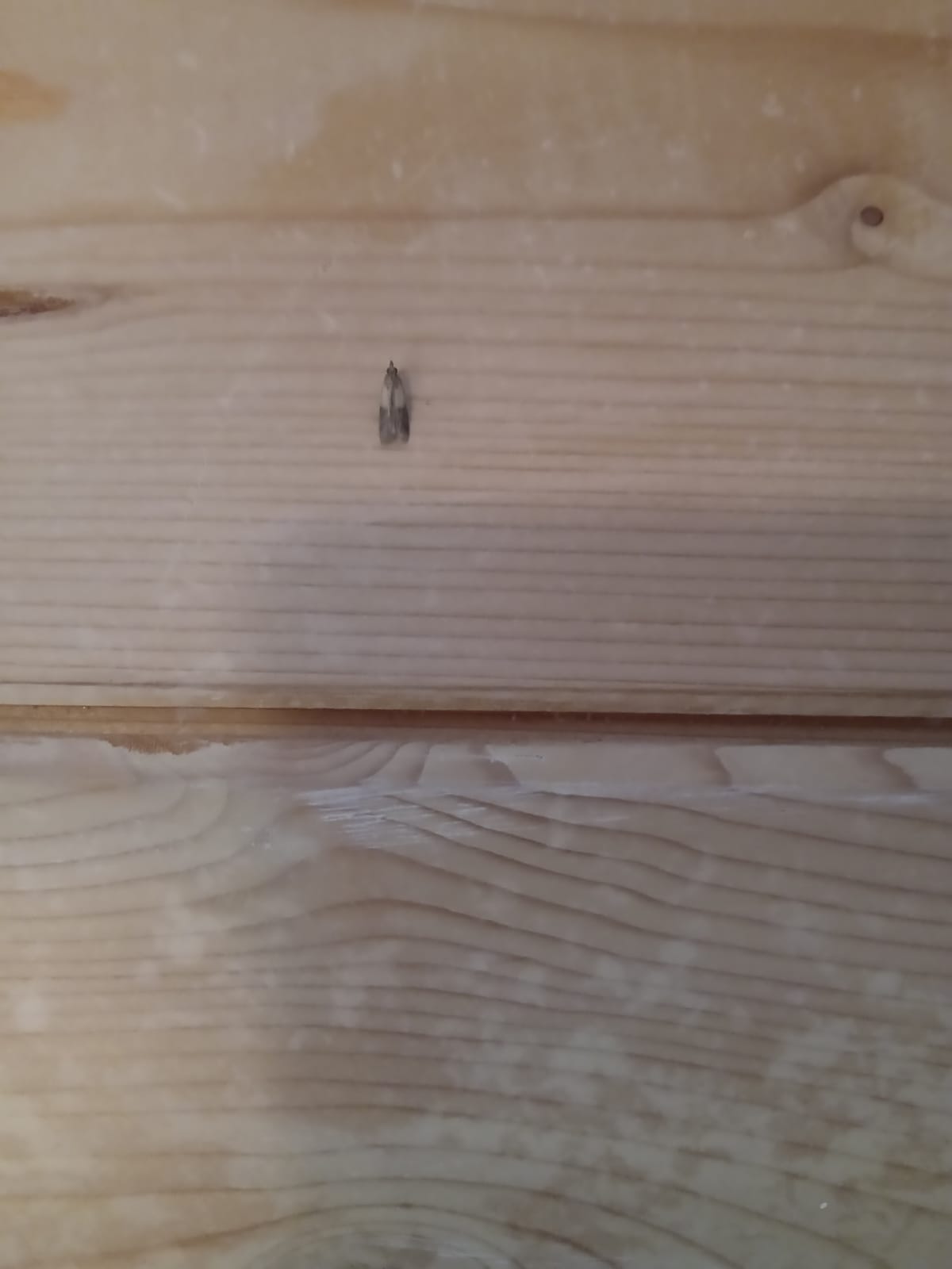 Un aiuto per determinare: Larva da id.